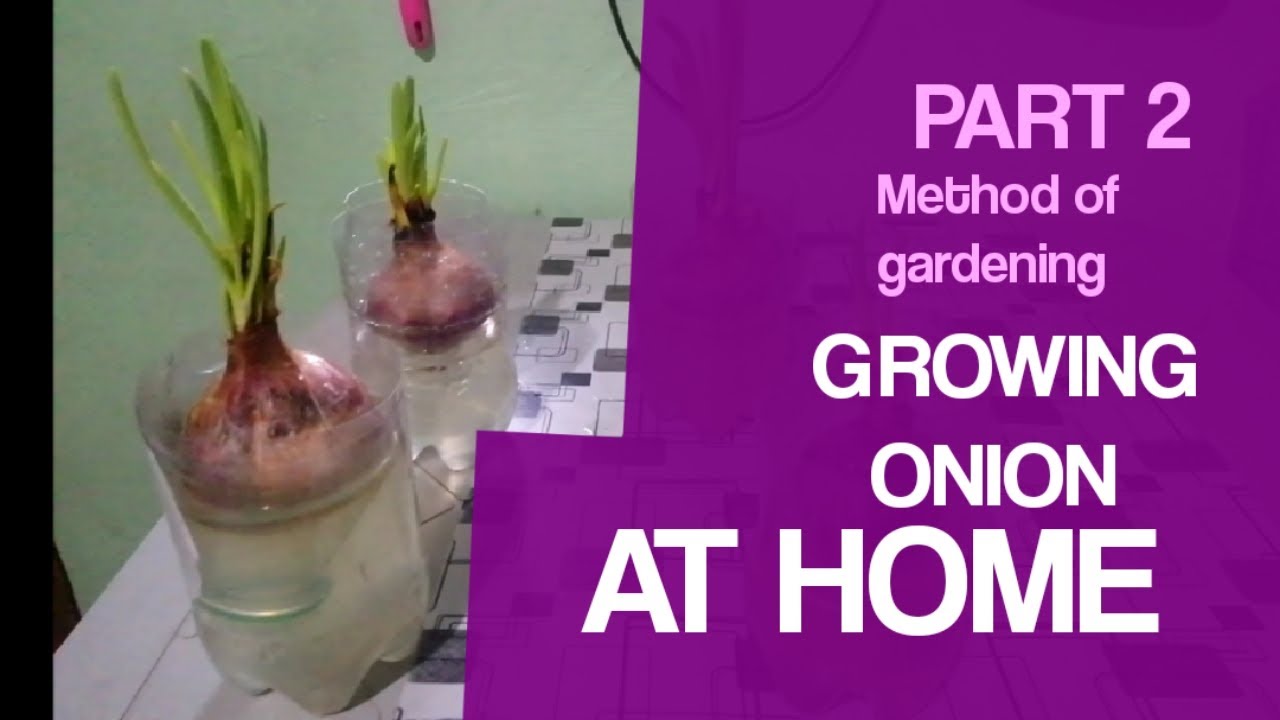 PART2 Planting Onion with plastic Bottles YouTube