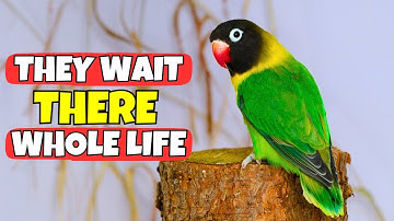 Your Bird Waits Their WHOLE LIFE for You to DO THIS!