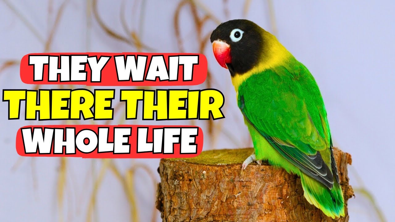 Your Bird Waits Their WHOLE LIFE for You to DO THIS!