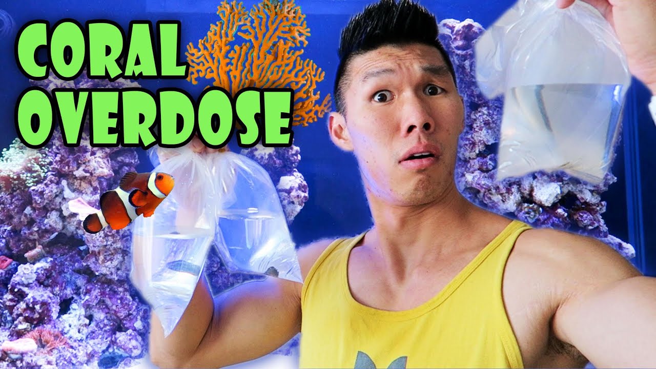 RARE CORAL HAUL | Saltwater Reef Aquarium – Life After College: Ep. 469