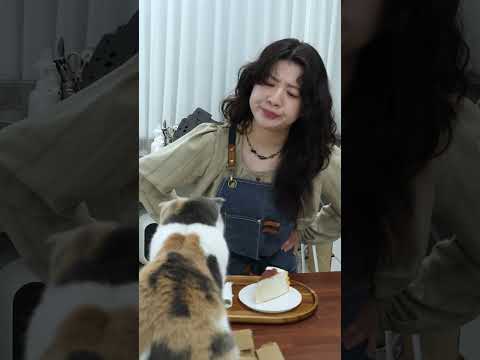 고양이인 내가 카페 알바생