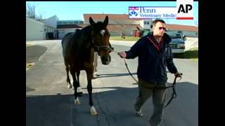 Barbaro shows good signs after setback