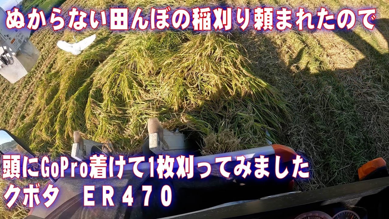 ぬからない田んぼの稲刈りを頼まれたので、頭にGoPro着けて一枚刈りました　rice harvest