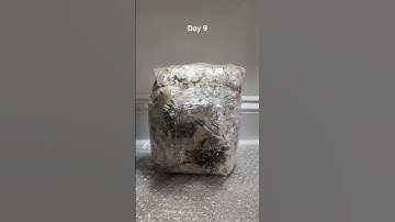 Blue Oyster Mushroom growing time lapse