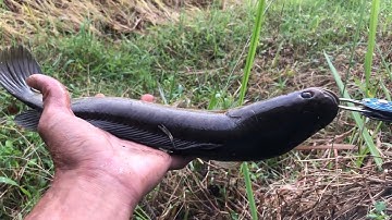 Câu lure cá lóc sau giãn cách. Chúc mn thật nhiều sức khoẻ.