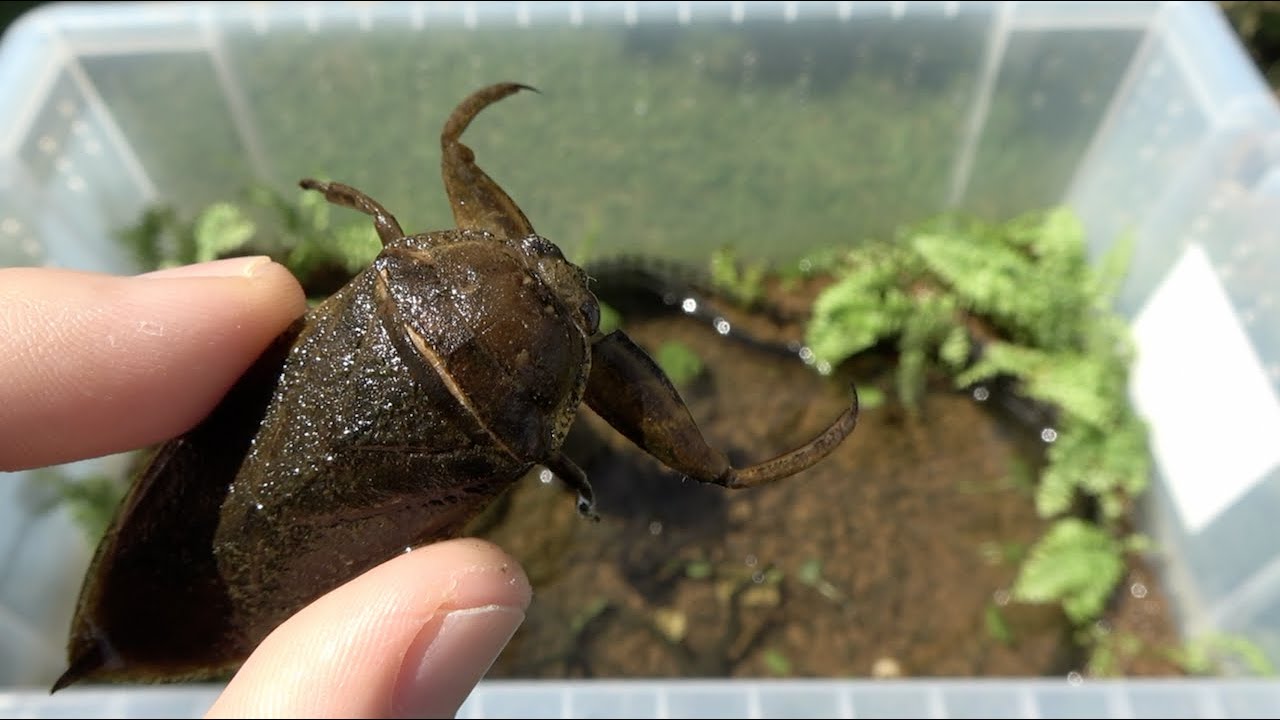 Кейс для выращивания гигантского водяного жука.