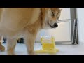 ご飯がでるでる健康食器で楽しかったのに、狂犬化したポメ柴😭
