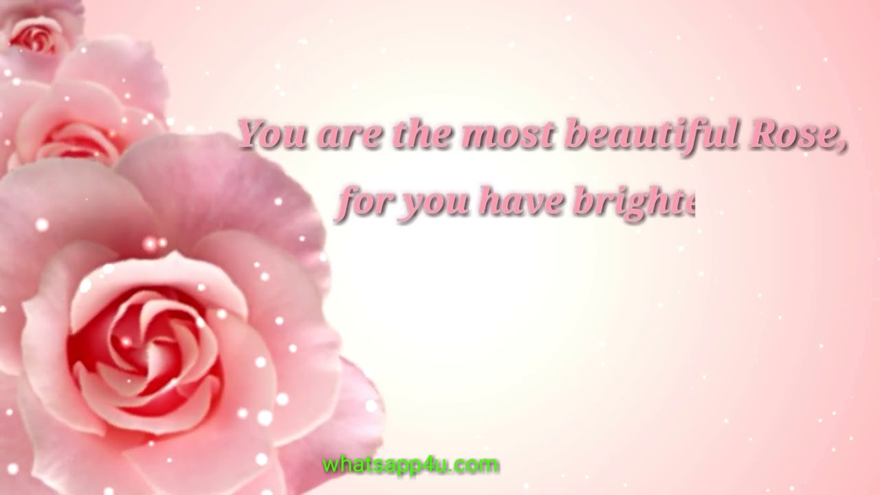 Rose Day Wishes 🌹 - Valentine's Day WhatsApp Status