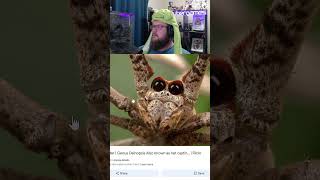 Ogre Faced Spider