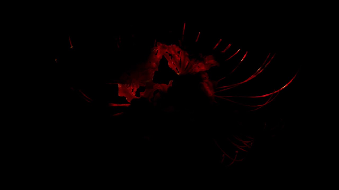 esseYenne - Lycoris Radiata