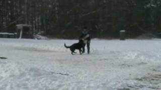 Voodoo Hartis Bohemia