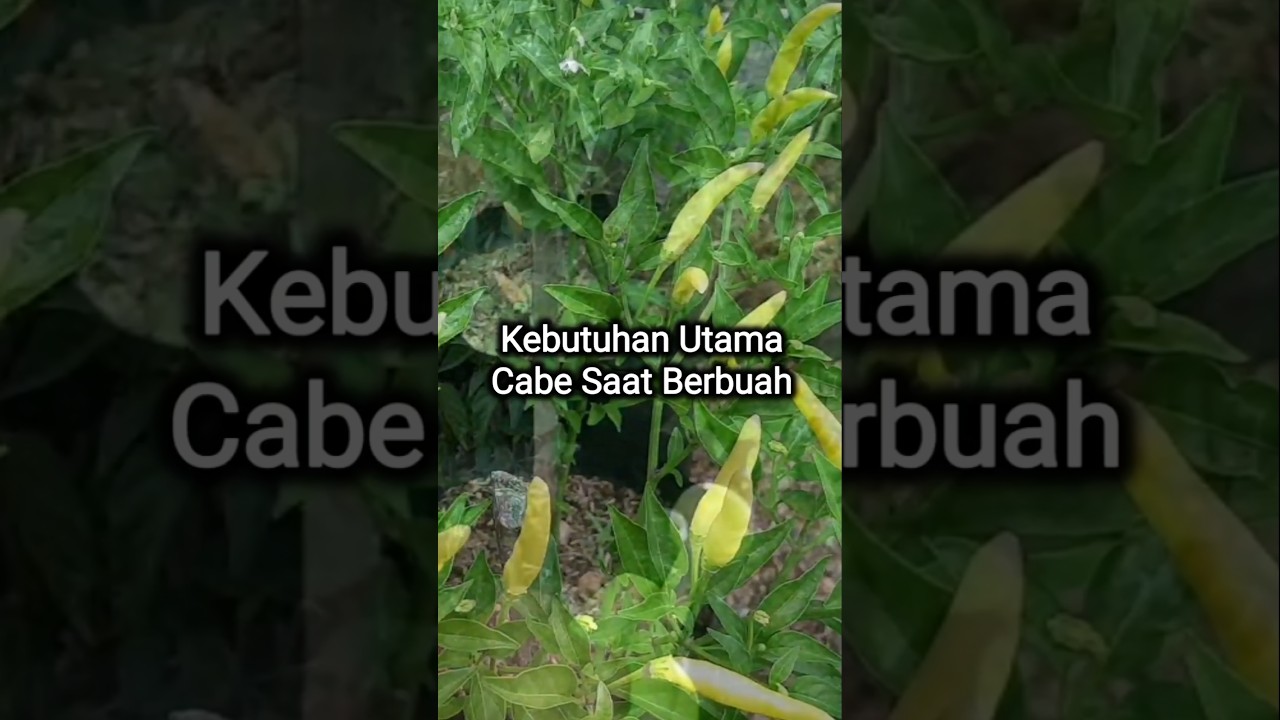 Kebutuhan  Utama Saat Cabe Rawit Berbuah 