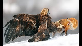 Eagle Attacks a Fox #eagle #fox animal