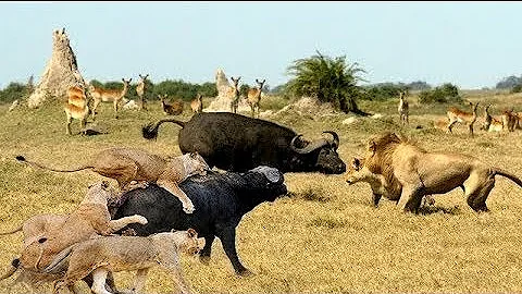 Discovery Wild Animal Fights | 2 Buffalo vs 10 Lion, Hyena & Wild dogs attacks Deer - Baboon,tiger..