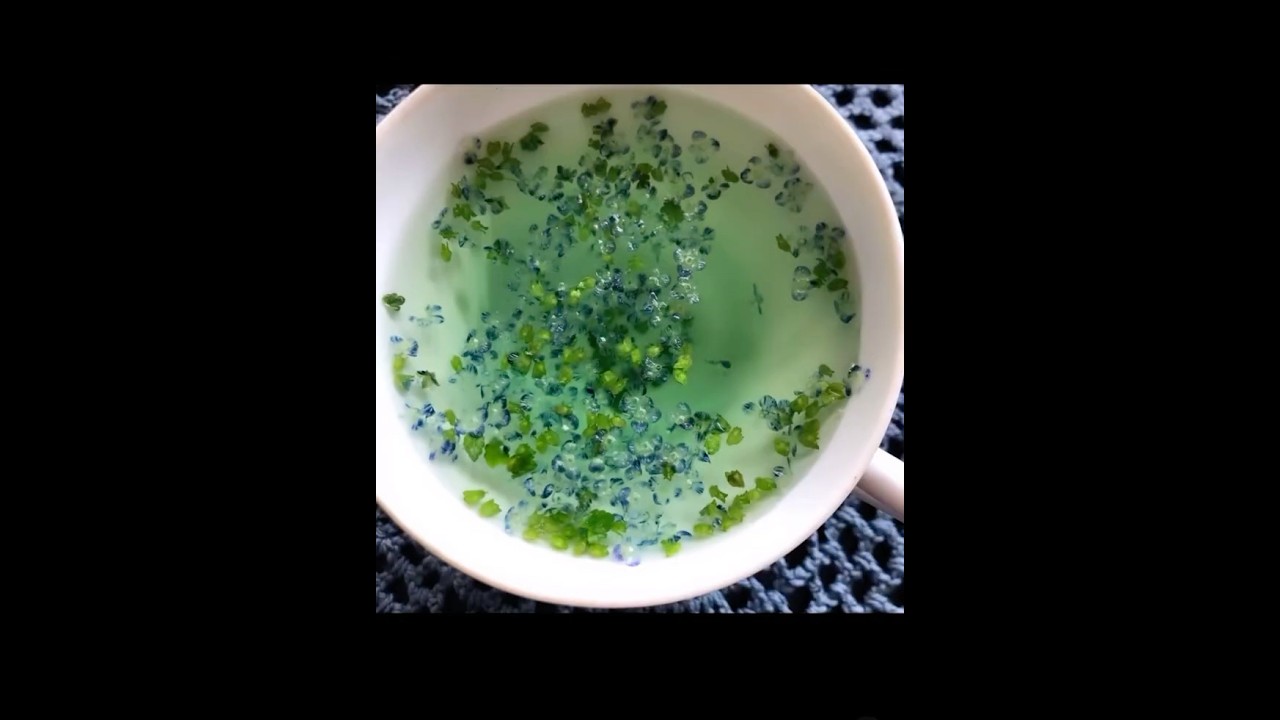 Speedwell (gypsyweed) magic