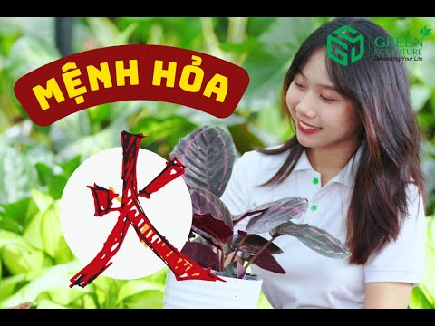 Video CÂY MỆNH HỎA - Đam mê nhiệt huyết, Quang minh chính đại - youtube