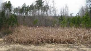 SC Timberland For Sale: Recreational Timber Investment