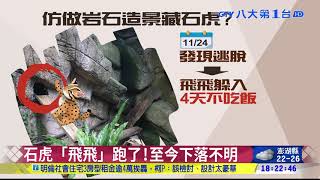 ▼北市動物園小石虎 隙縫逃脫不見 八大民生新聞 2020112514 News