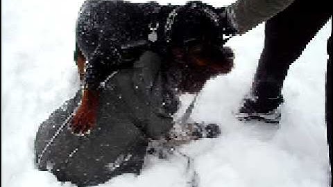 Laika et Butch wrestle Mount Royal (Wirehaired Pointing Griffon Korthal) Montreal