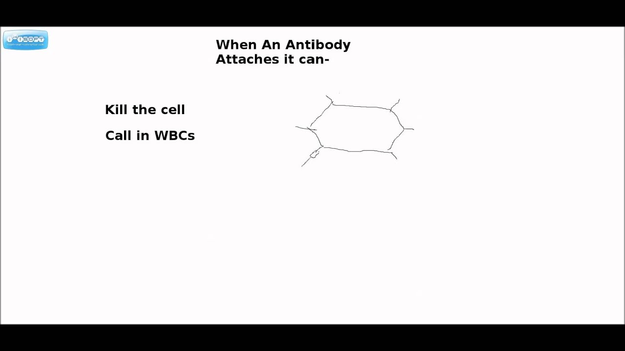 That Bloody Podcast WBCs, RBCs, Antigens, Antibodies, Blood types and