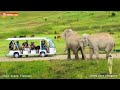 Слониха Дженни ЗАЩИЩАЕТ Магду от СТРАШНОЙ  машинки! Тайган. Elephant  life in Taigan.