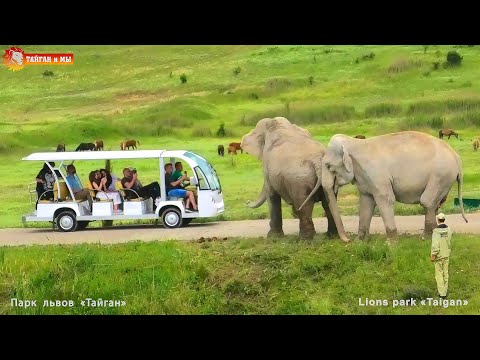 Видео: Леопард лапи крак на сафари турист в страшна, дива среща