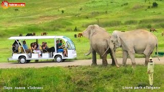 Слониха Дженни ЗАЩИЩАЕТ Магду от СТРАШНОЙ машинки! Тайган. Elephant life in Taigan.