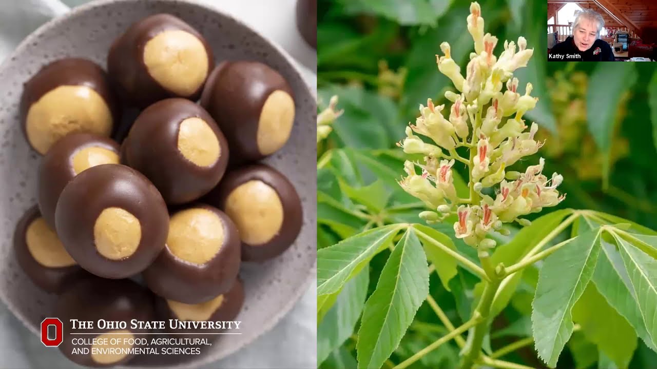 Buckeyes – More than Just the State Tree: Reconsidering the Genus Aesculus