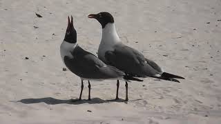 Laughing Gull Courtship