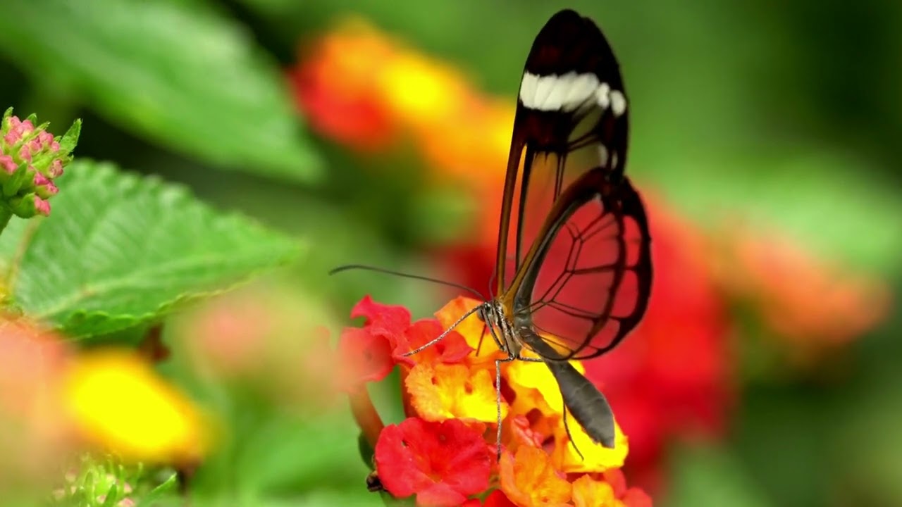 Experiencing the Magic of the Greta Oto Butterfly: A Transparent Beauty of the Rainforest