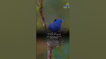 إِذا جاءَ نَصرُ اللَّهِ وَالفَتحُ﴾ سورة النصر بصوت الشيخ عبدالرحمن السديس
