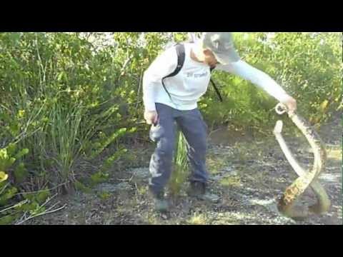 12.9.12 Burmese Python Captured in the Florida Everglades 3 of 3