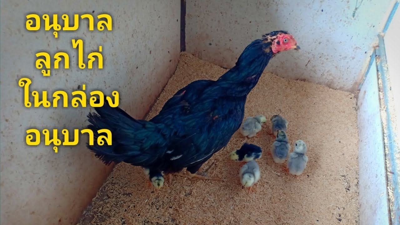 นำแม่ไก่และลูกไก่ลงมาอนุบาล ในกล่องอนุบาล | เลี้ยงไก่พื้นเมือง เลี้ยงไก่บ้าน