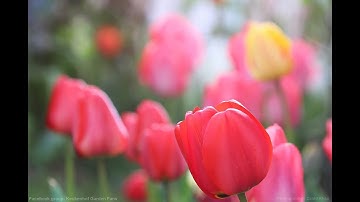 St Nectan’s Glen Waterfalls, Cornwall UK - Relaxing Nature Place.