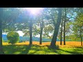 Relaxing Nature Ambience Meditation 🌳 Calming SUMMER 🌳 Healing FOREST Sounds on a Lovely Sunny Day