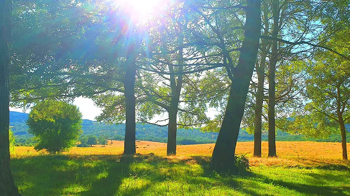 Relaxing Nature Ambience Meditation  Calming SUMME...