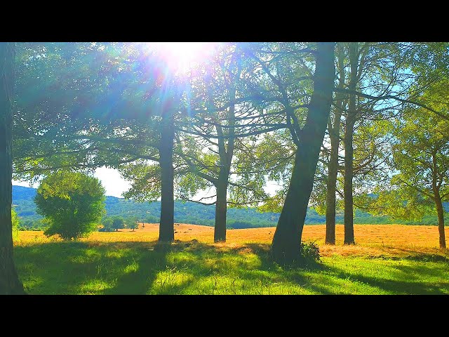 Relaxing Nature Ambience Meditation 🌳 Calming SUMMER 🌳 Healing FOREST Sounds on a Lovely Sunny Day class=