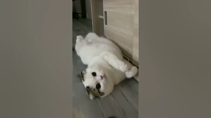 Video 10330091: scottish fold cat meowing, scottish fold cat breed, scottish fold cat kitten, funny scottish fold cat, fold cat scottishfold, kitten scottishfoldbaby, domestic cat breed, cat dominates