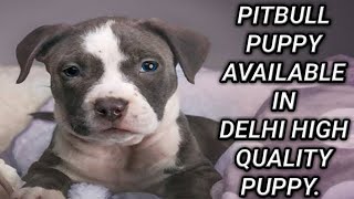 Top Quality Pitbull puppy for sale in Delhi at cheap price (whole sale price) / Dogs Planet Top Quality Pitbull puppy for sale in Delhi at cheap price (whole sale price) / Dogs Planet