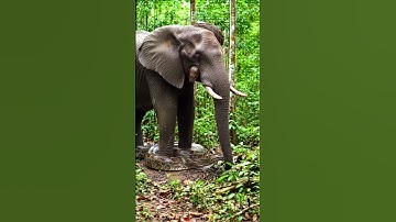 Giant python is wrapping itself around an elephant#Elephant  #GiantPython#Wildlife #shortvideo#Snake