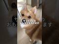 おもちゃを助けようと頑張る愛犬が可愛い