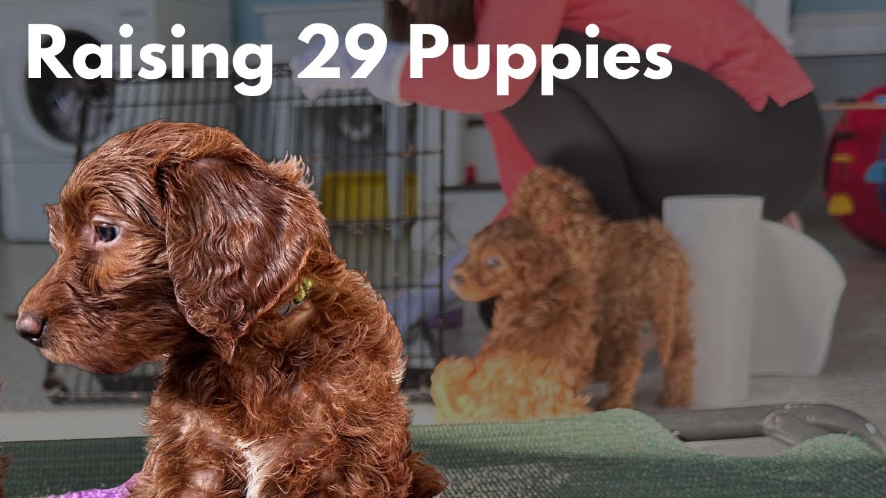 Day In The Life Of A Dog Breeder