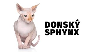 Donský sphynx  Atlas plemen  Tlapka TV