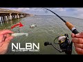 Fishing for Speckled Trout with NLBN Lures!