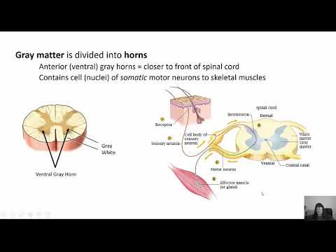 Spinal Nerves Chapter 13 - YouTube