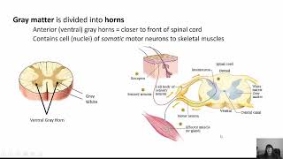 Spinal Nerves Chapter 13