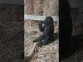 Baby Gorilla Sumomo Eating Eggplant 🍆🦍 | Gorilla Haoko Troop
