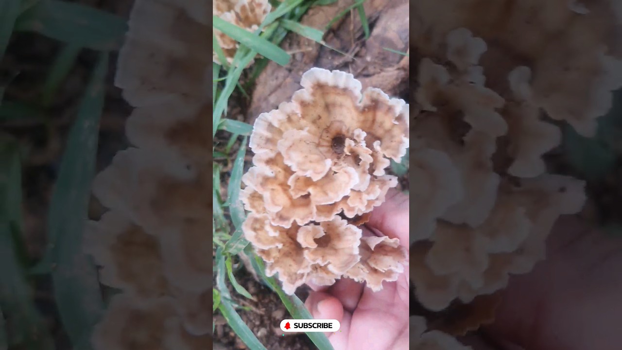 Podoscypha mushroom fungi showing 