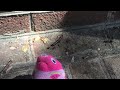 Watermelon finds a catapiller