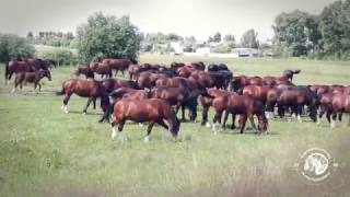 видео Порода лошадей Владимирский тяжеловоз